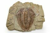 Ordovician Trilobite (Dikelokephalina) - Excellent Preservation #222355-1